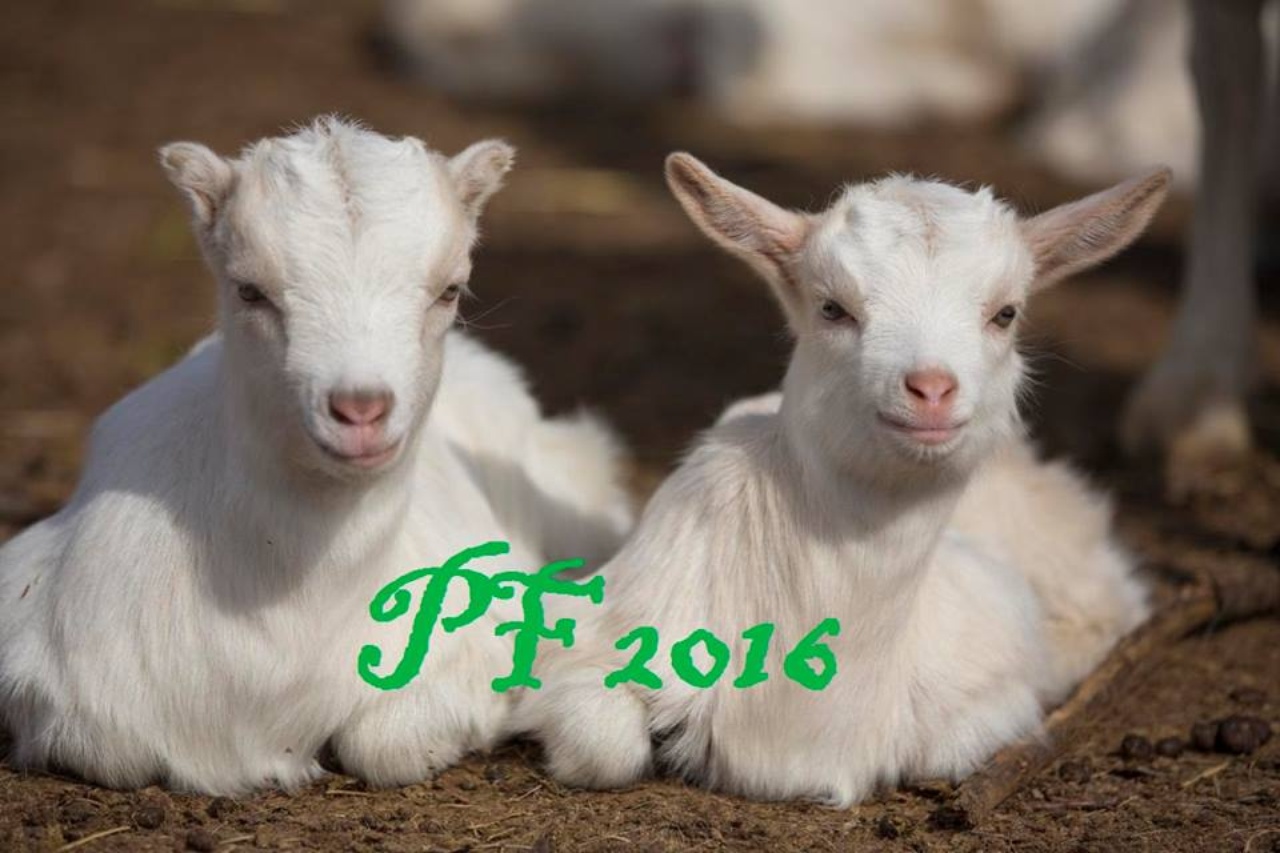 PF 2016
